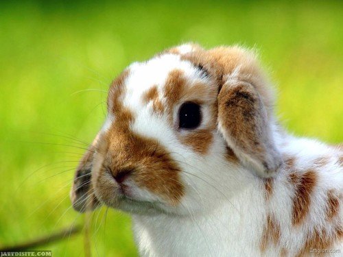 Awesome-Bunny-