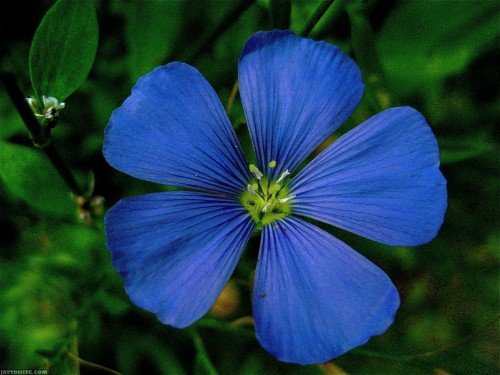 Awesome-Dark-Blue-Flower-