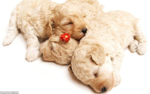 Awesome-Sleeping-puppies