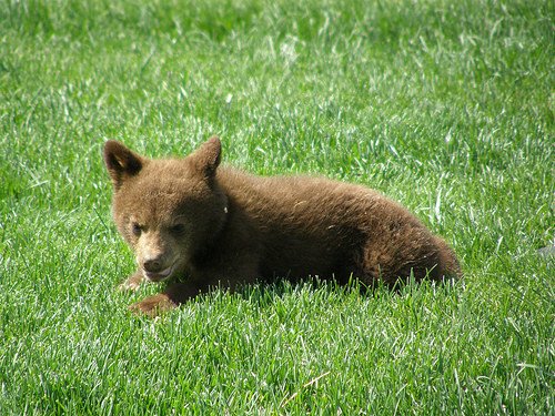 Baby Bear In The Grass