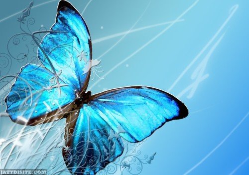Beautiful-Blue-Butterfly-