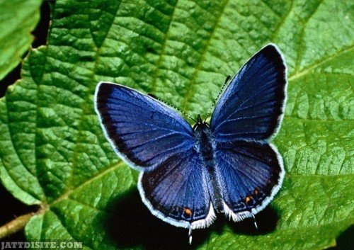Beautiful-Blue-Butterfly