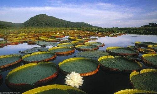 Beautiful-Brazil-Nature