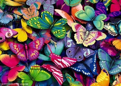 Beautiful-Butterflis