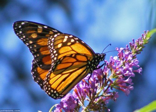 Beautiful-Butterfly-On-Flower-