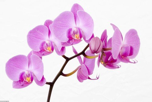 Beautiful-Orchids-Flower-