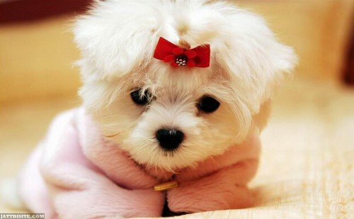 Beautiful-Puppy