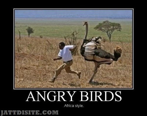 Big-Bird-Catching-