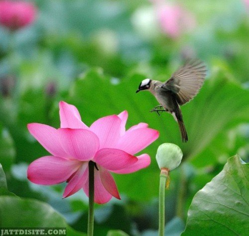 Bird-Play-With-Flower-