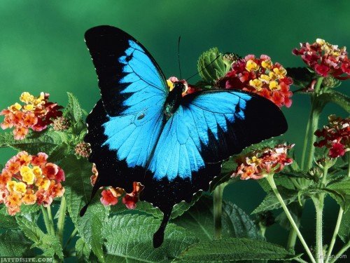 Black-And-Blue-Butterfly-