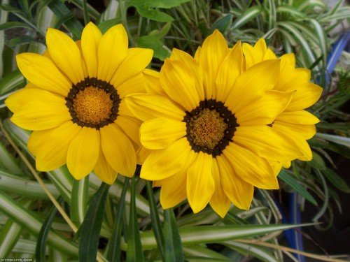 Blooming-Like-Sun-