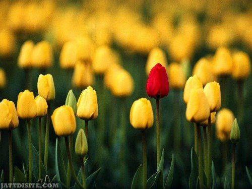 Blooming-Tulips-