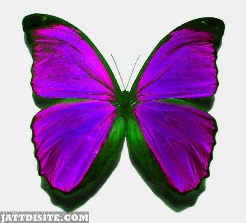 Butterfly-In-Purple-Colour-