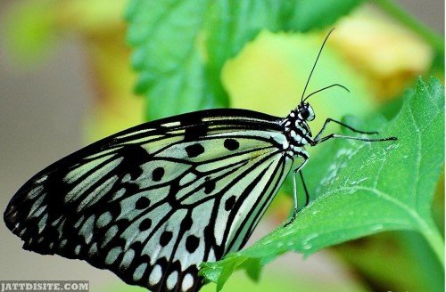 Butterfly-On-The-Leaf