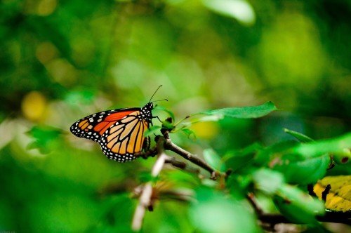 Butterfly-Play-With-Natutre-