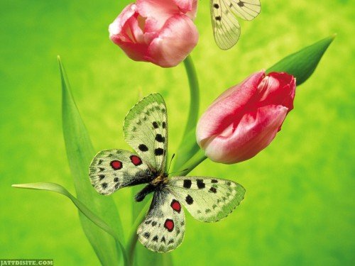 Butterfly-Play-With-Tulips-Flower-