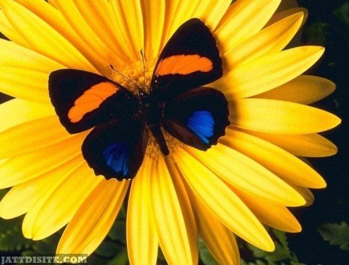 Butterfly-Sit-On-Yellow-Flower-