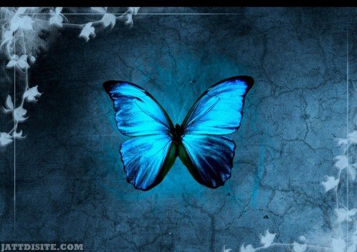 Butterfly-With-Modren-Mayth-