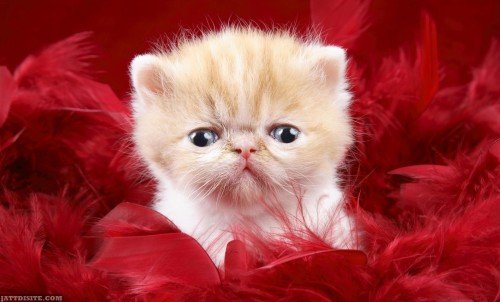 Cat-In-Red-Carpet-
