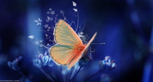 Colourful-Butterfly-