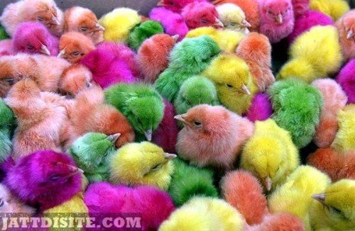 Colourfull-Chiken-