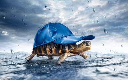 Turtle Protecting Himself From Rain