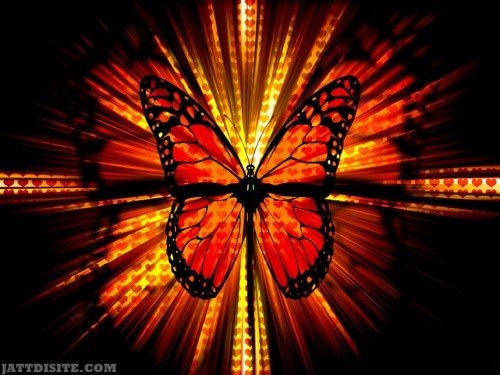 Creative-Butterfly-