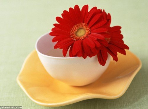 Cup-With-Flower-