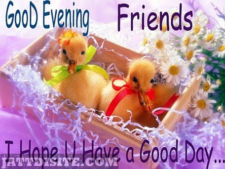 Good-evening-friends-cute-chickens