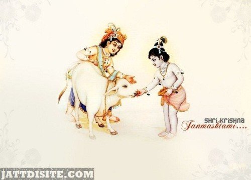 Lord-kanha-and-balram-petting-cow