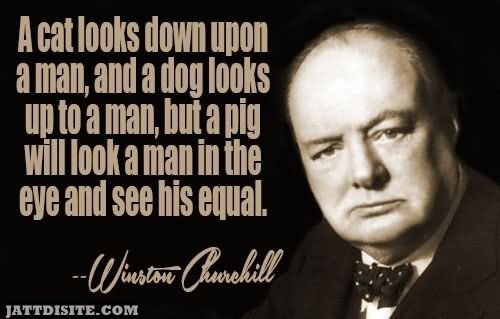 A Cat Looks Down Upon A Man And A Dog Looks Up To A Man But A Pig Will Look A Man In The Eye And See His Equal - Winston Churchil
