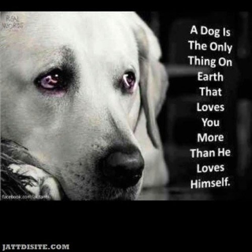 A Dog Is The Only Thing On Earth That Loves You More Than He Loves Himself - Dogs Quote For Sharing On Whatsapp