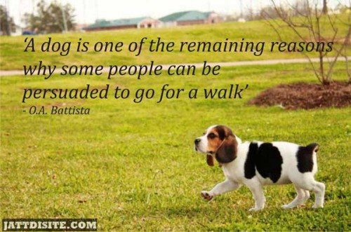 A Dog is one of the remaining reasons why some people can be persuaded to go for a walk.