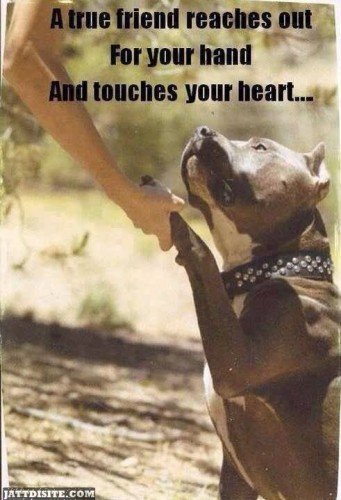 A True Friend Reaches Out For Your Hand And Touches Your Heart - Dogs Quote