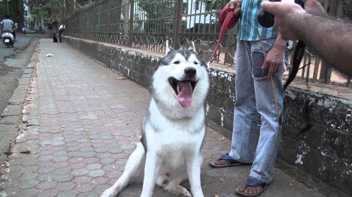 Alaskan Malamute At Roadside