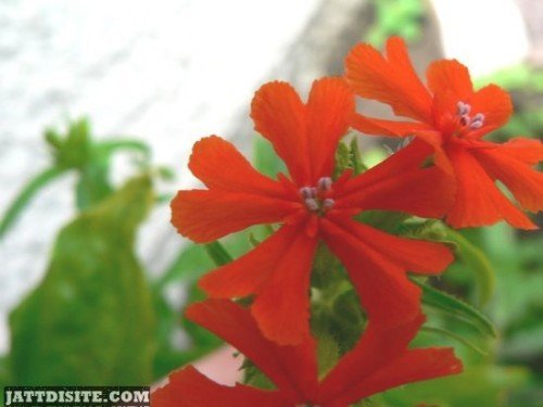 Amazing Red Flower