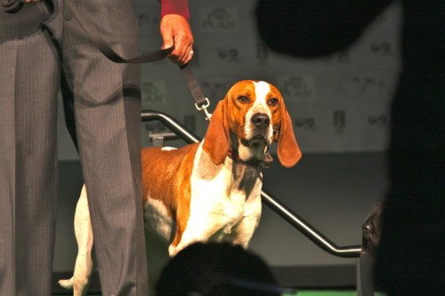 American English Coonhound  At Dog Show