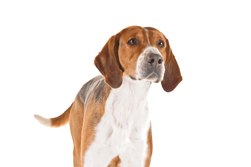 American English Coonhound  Looking