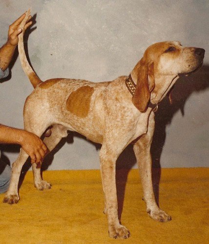American English Coonhound  Pic