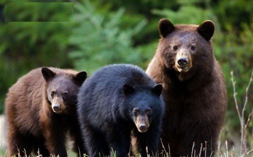 Angry Black Bears