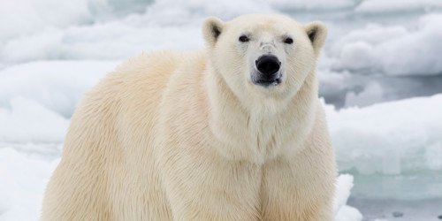 Polar Bear on ice pack high Arctic