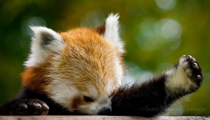 red panda angry
