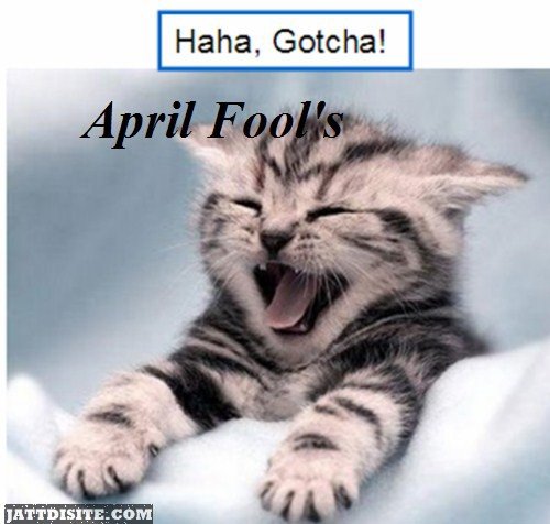 April Fools Cat Graphic