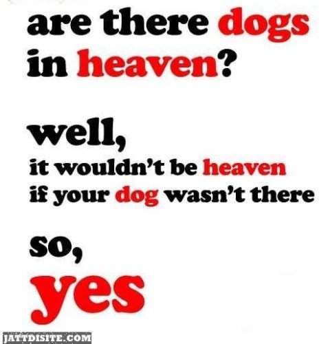 Are There Dogs In Heaven