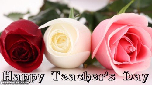 Attractive Rose Blooms For Teachers Day