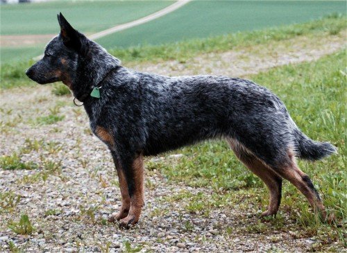 Australian Cattle Dog Awesome Look
