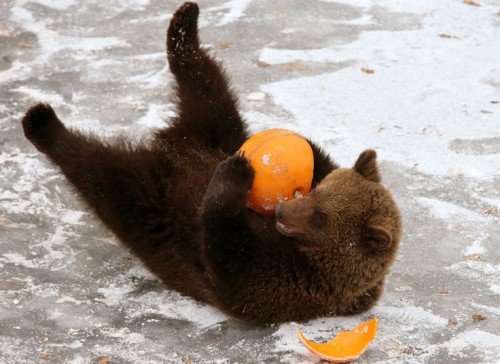 Bear Cub Playing With Ball