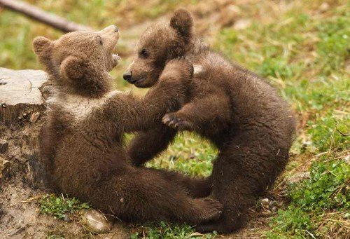 Bear Cubs Playing