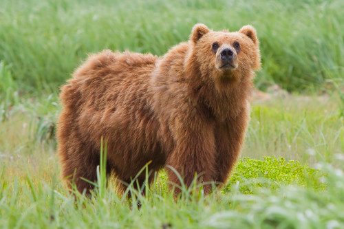 Bear In Attitude