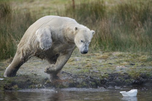 Bear Jumping In River